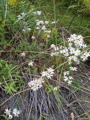 Ionactis linariifolia