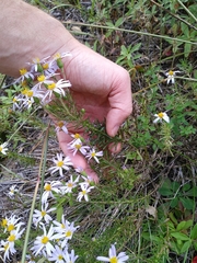 Ionactis linariifolia