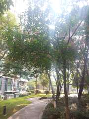 Elaeocarpus decipiens