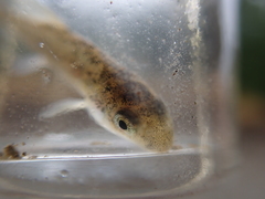 Catostomus macrocheilus