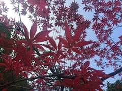 Acer