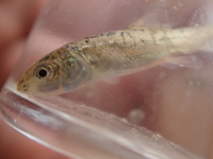 Catostomus macrocheilus