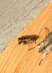 Endothenia nubilana