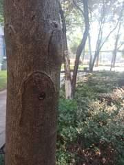 Elaeocarpus decipiens