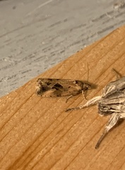 Endothenia nubilana