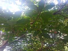 Elaeocarpus decipiens