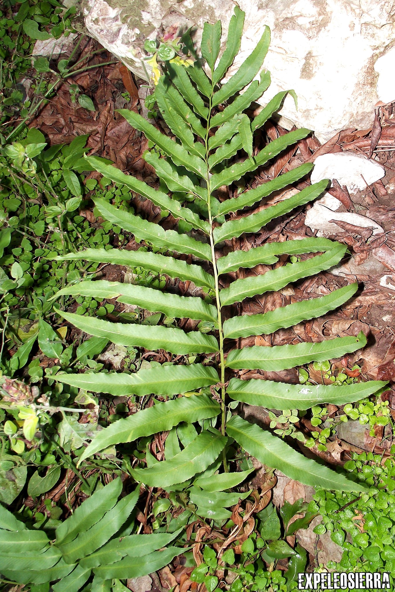 Phanerophlebia umbonata