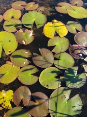 Nymphaea odorata odorata