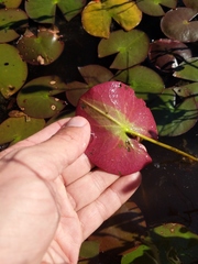 Nymphaea odorata odorata