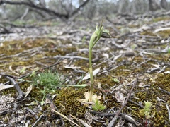Pterostylis cheraphila