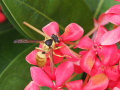 Vespa bicolor