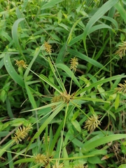 Cyperus hermaphroditus