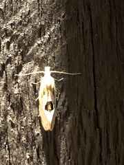 Aethes angustana
