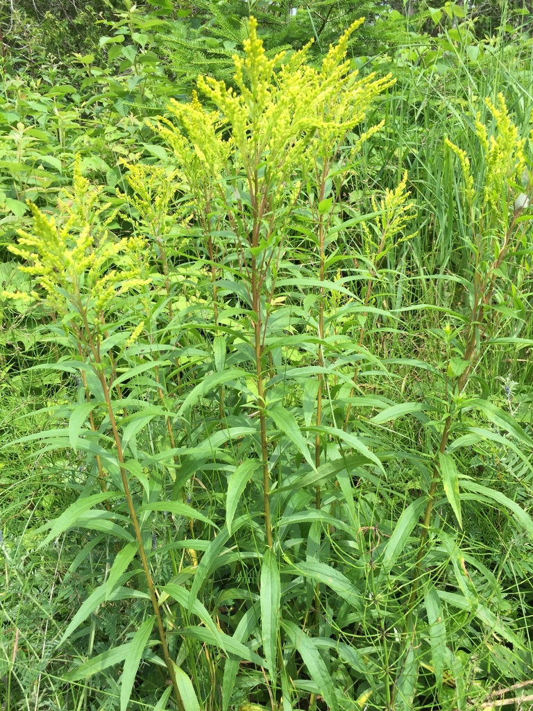 Canada goldenrod (Wildflowers of Southeast Michigan) · iNaturalist