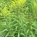 Solidago canadensis canadensis - Photo (c) Samuel Brinker, some rights reserved (CC BY-NC), uploaded by Samuel Brinker