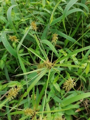 Cyperus hermaphroditus