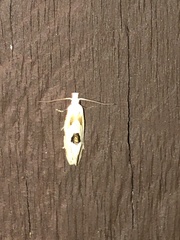Aethes angustana