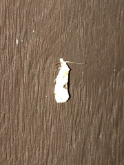 Aethes angustana