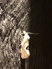 Aethes angustana