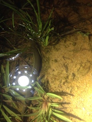 Siren intermedia
