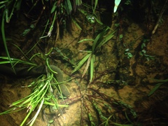 Siren intermedia