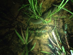 Siren intermedia