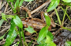 Rana ornativentris