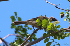 Philemon argenticeps