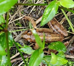 Rana ornativentris