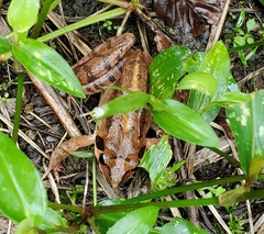 Rana ornativentris
