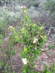 Ageratina scorodonioides