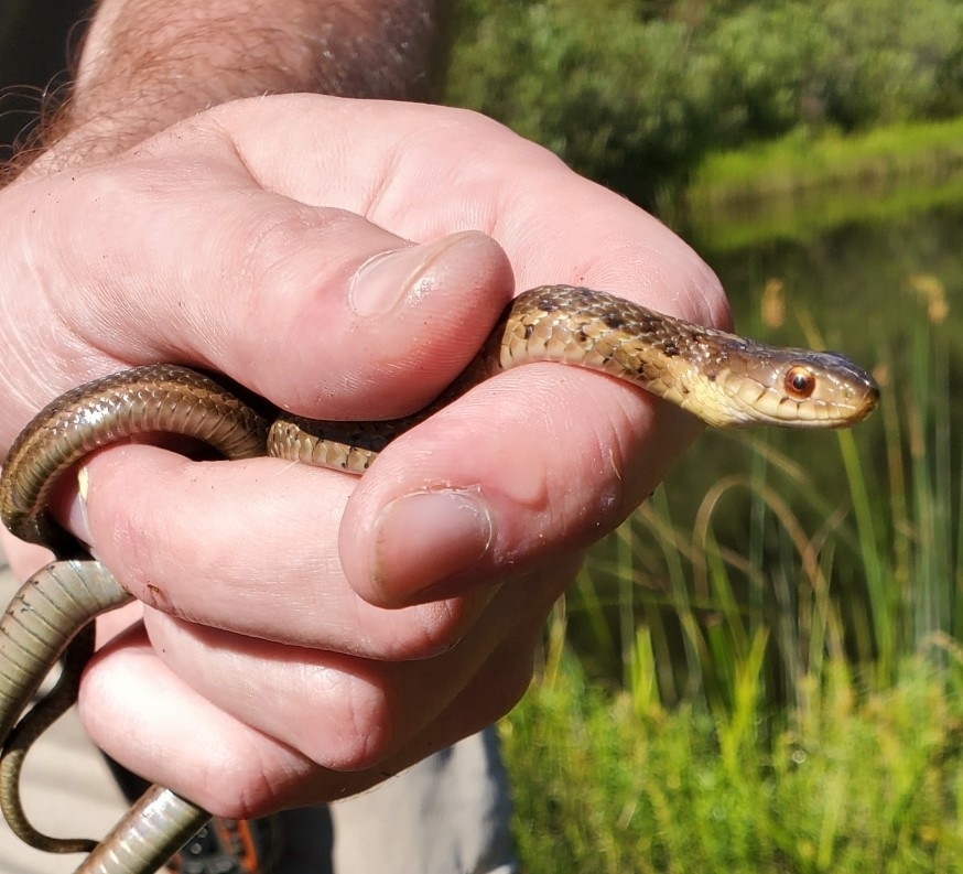 Common Garter Snake From Mustoe, VA, USA On September 20, 2020 At 03:10 ...