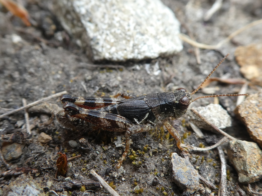 Melanoplus Molothrus