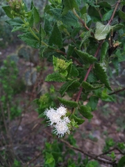 Ageratina scorodonioides