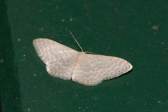 Idaea eretmopus