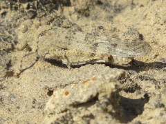 Trimerotropis pseudofasciata