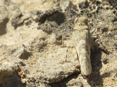 Trimerotropis pseudofasciata