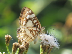 Ariconias albinus
