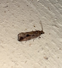 Endothenia nubilana