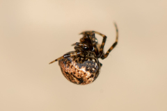 Parasteatoda tabulata