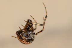 Parasteatoda tabulata