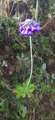 Primula capitata crispata