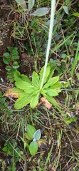 Primula capitata crispata