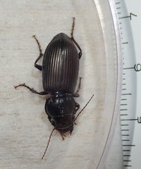 Carabidae