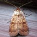 Lycophotia Moth - Photo (c) joannerusso, some rights reserved (CC BY-NC), uploaded by joannerusso