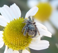 Dendryphantes mordax