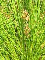 Juncus effusus solutus