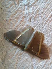 Phrygionis privignaria