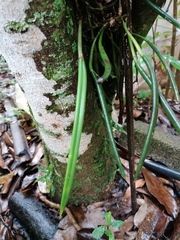 Brassavola