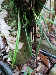Brassavola